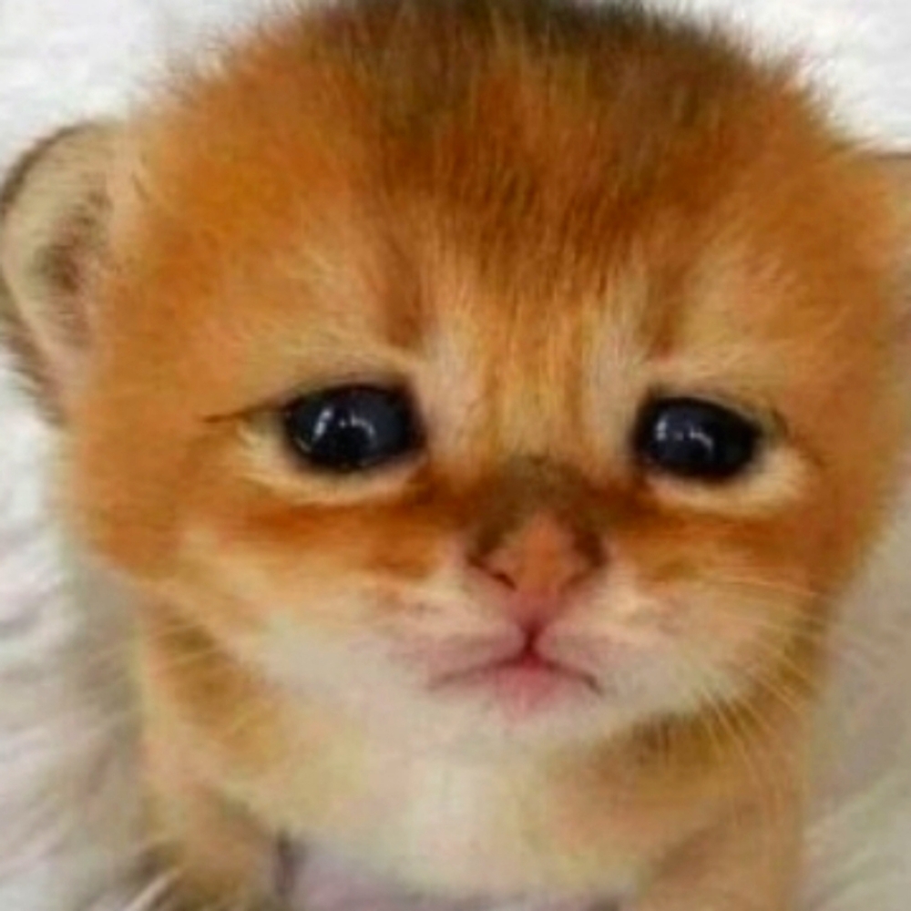 Meet your Posher, Yeeto